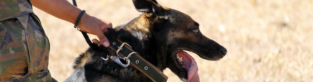 Tactical dog collar: heavy duty gear for dogs on duty