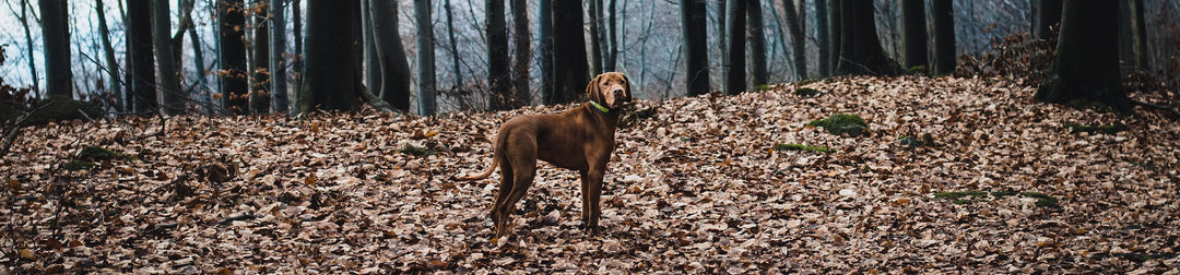 Hunting dog collars: how to choose the right one?