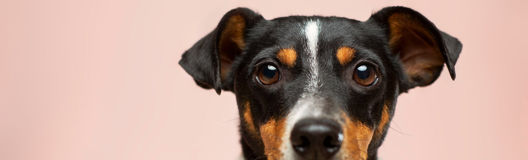 Are you ready for the new generation of dog collars?