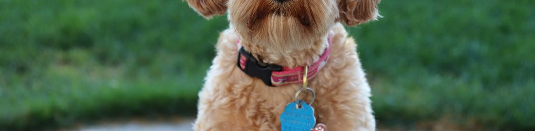 Dog collar tags: how important is it that your dog has one?