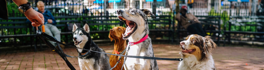 Every dog needs a pink dog collar