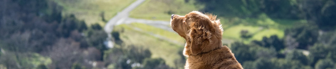 Light-up dog collar: never lose your dog in the dark again