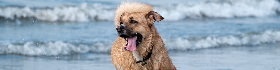 Waterproof dog collars: allow your dog a carefree splash
